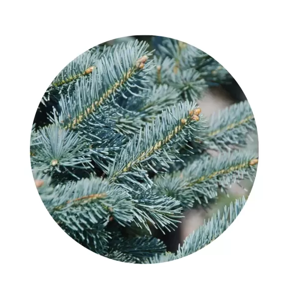 Ялиця гірська арізонська «Compacta» (Abies lasiocarpa var. arizonica)