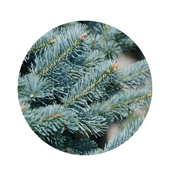Ялиця гірська арізонська «Compacta» (Abies lasiocarpa var. arizonica)