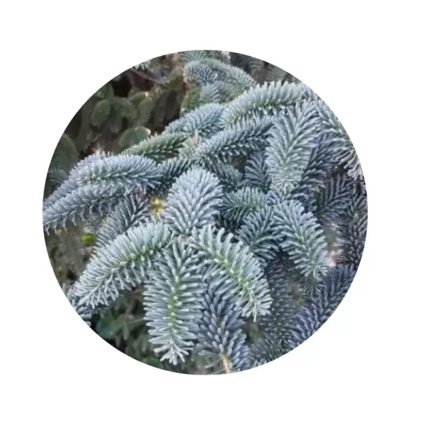 Ялиця одноколірна «Glauca» / Каліфорнійська (Abies concolor glauca)