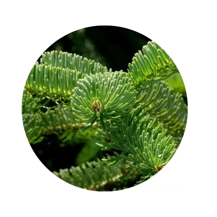 Ялиця кавказька Нордмана (Abies nordmanniana)