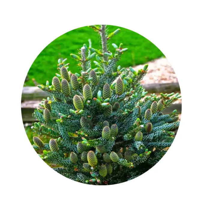 Ялиця корейська (Abies koreana)